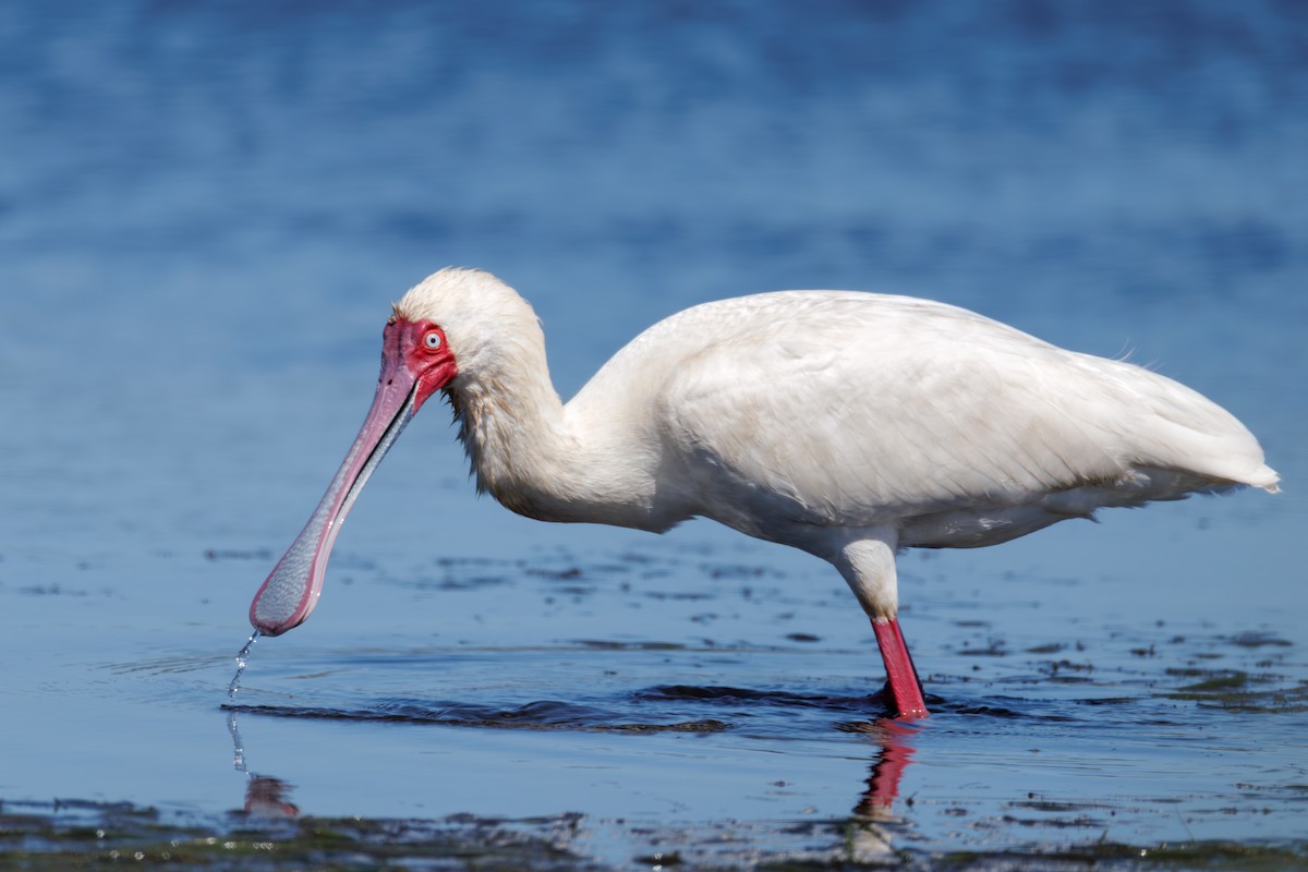 African Spoonbill - ML646130397
