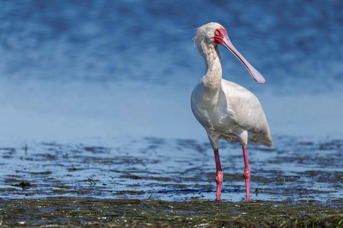 African Spoonbill - ML646130398