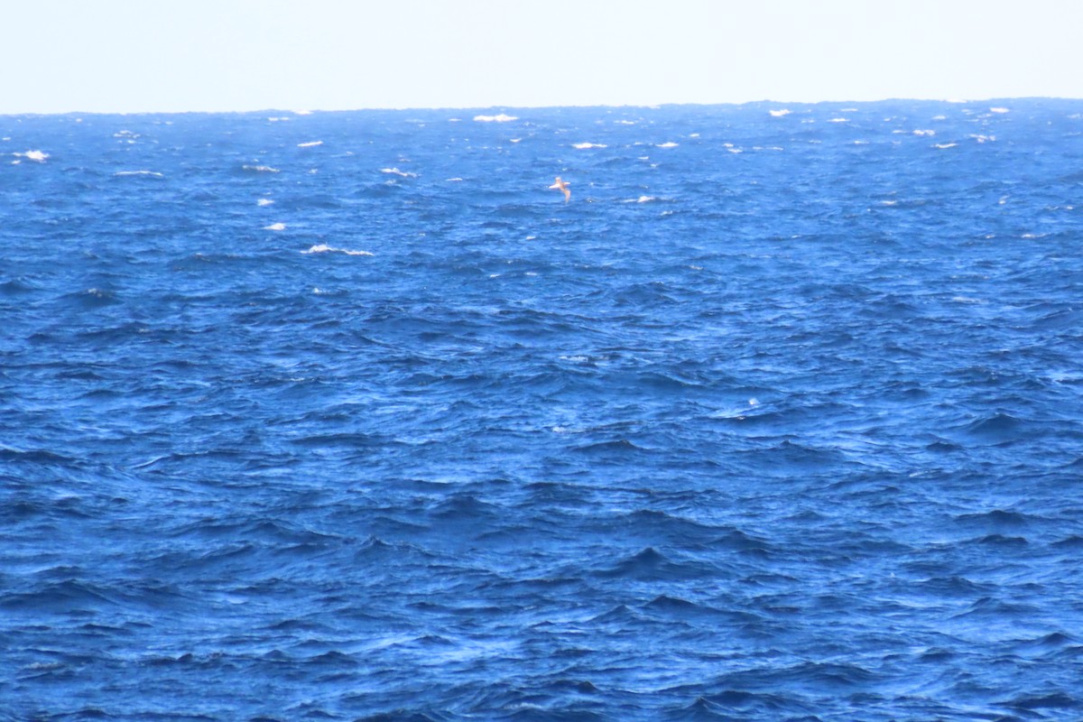 Red-footed Booby - ML646130406