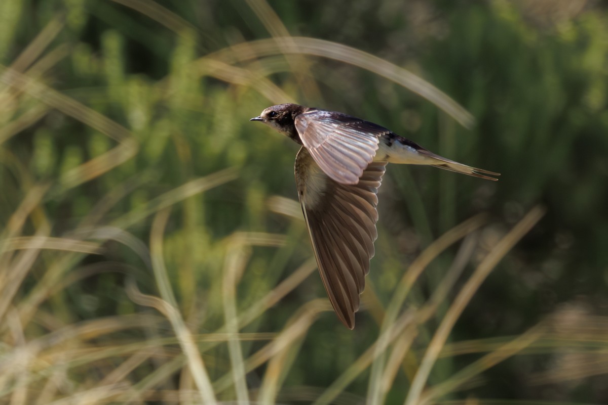 Ластівка сільська - ML646130407