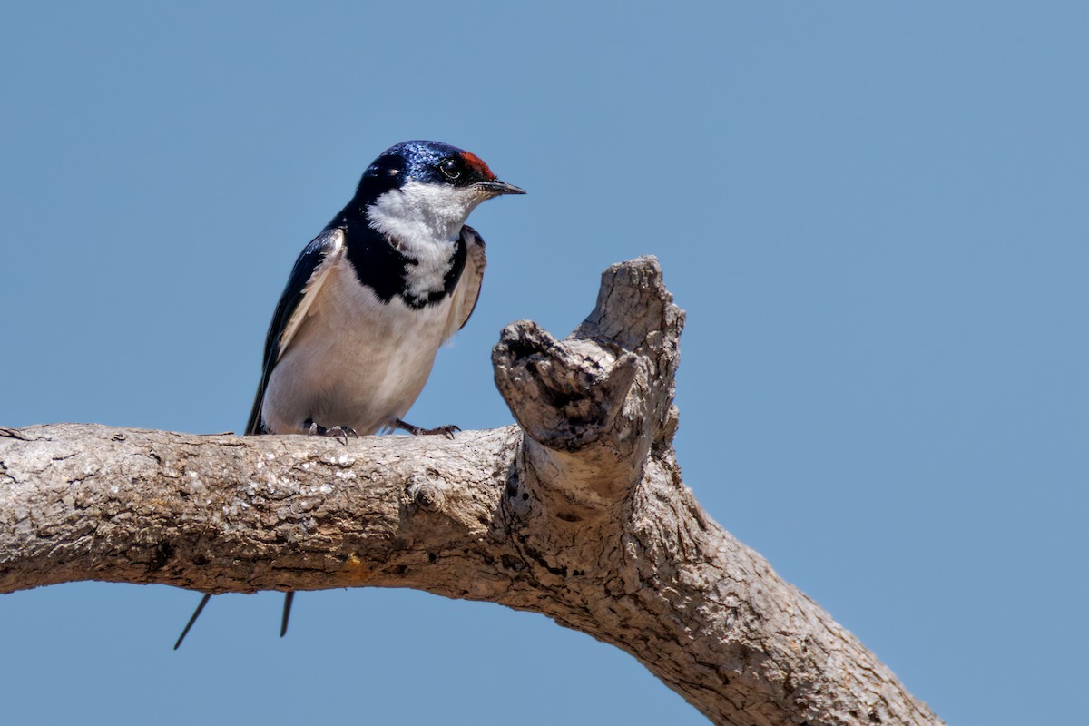 White-throated Swallow - ML646130416