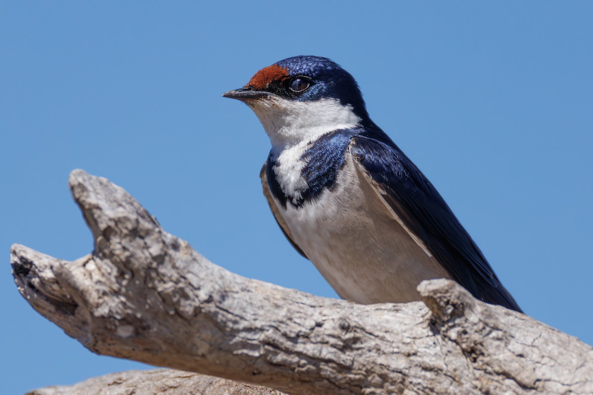 White-throated Swallow - ML646130417
