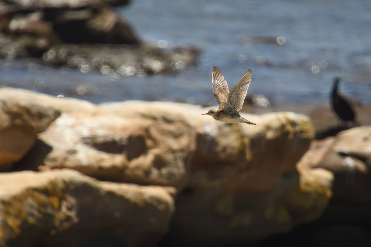 Upland Sandpiper - ML646130421