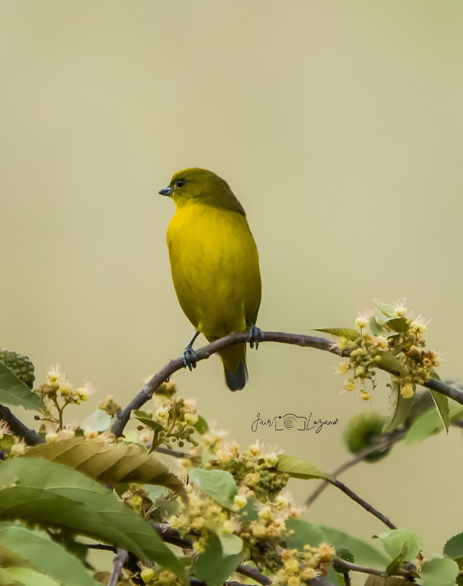 Thick-billed Euphonia - ML646130422