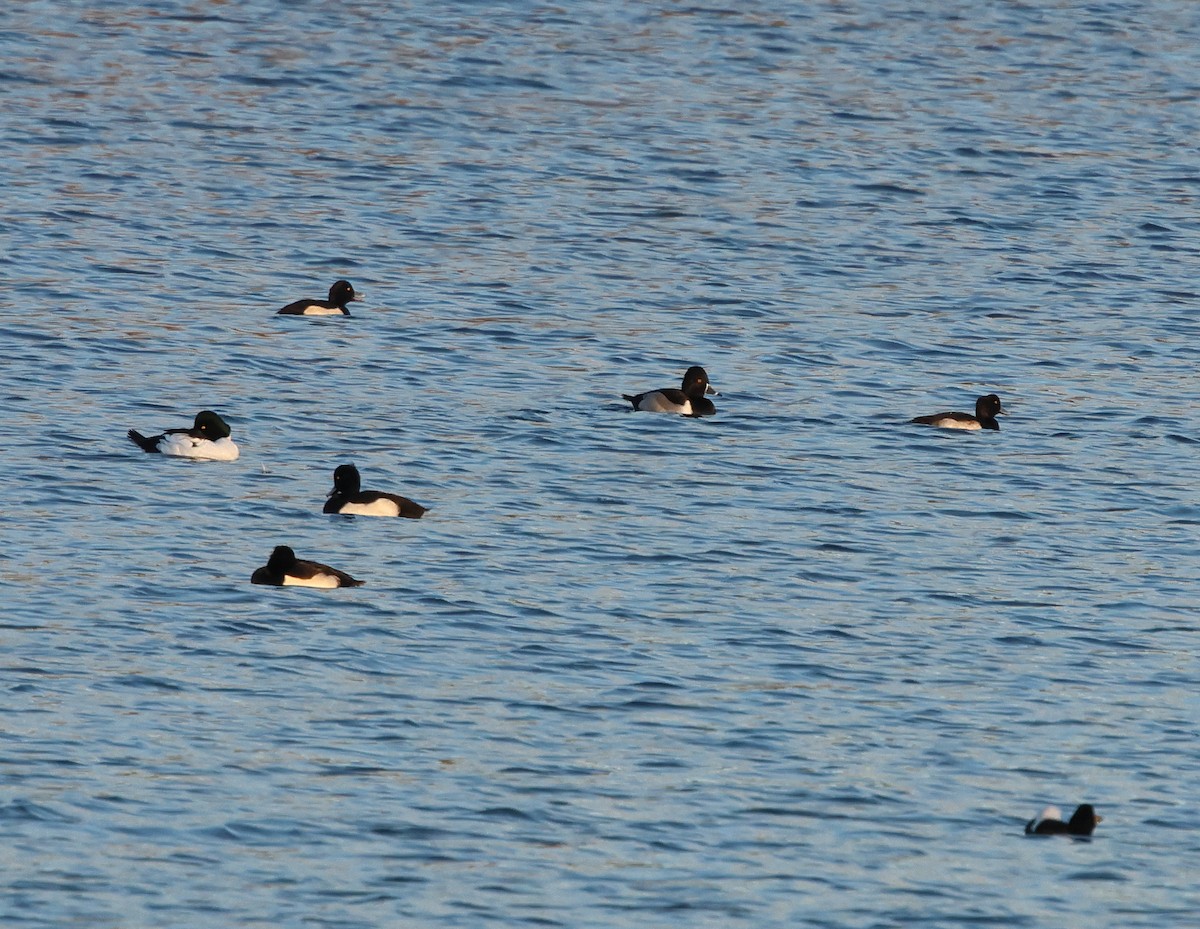 Ring-necked Duck - ML646130425