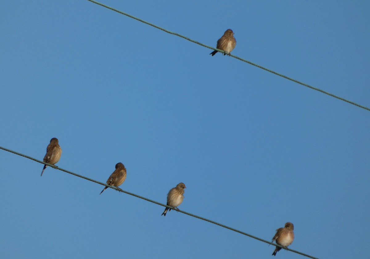 Eurasian Linnet - ML646130428