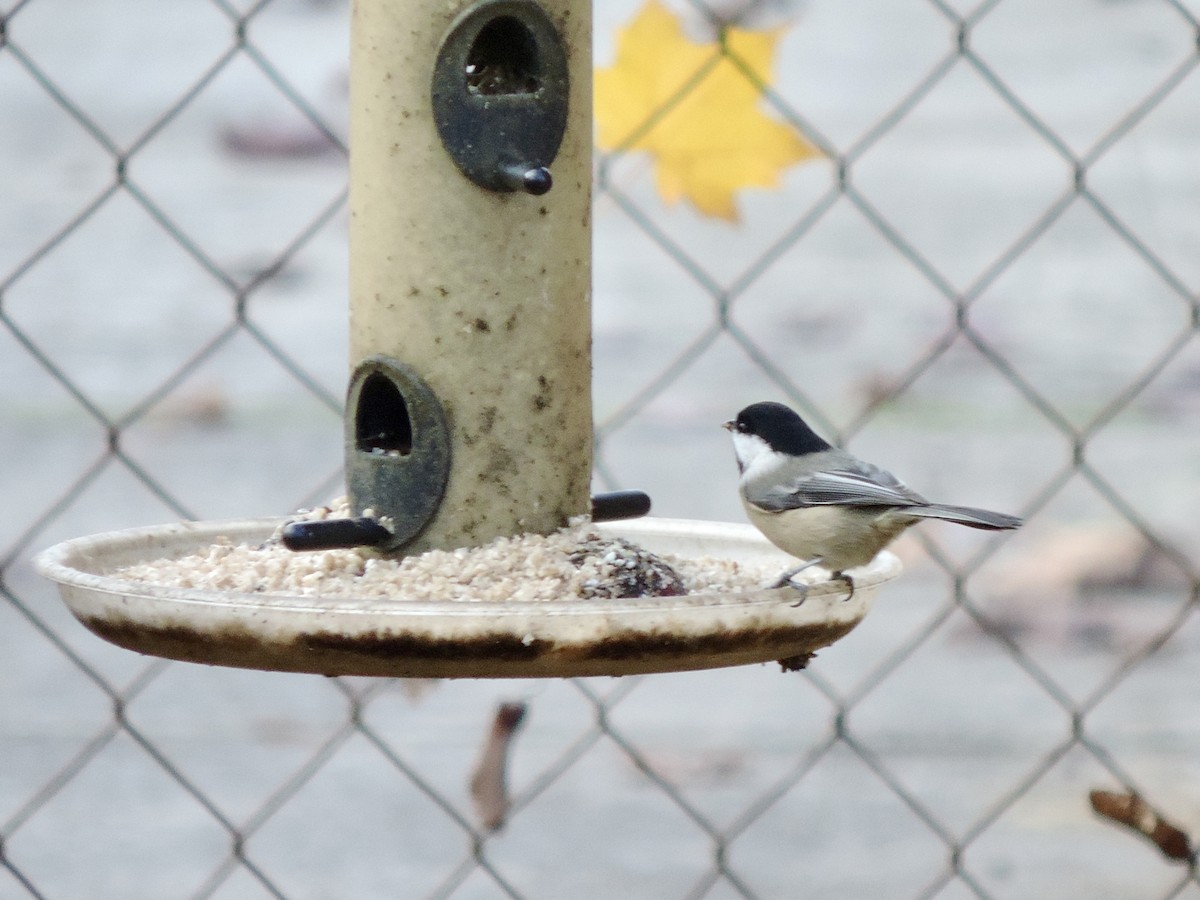Black-capped Chickadee - ML646130430