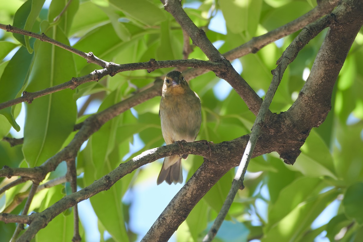 Red Fody - ML646130432