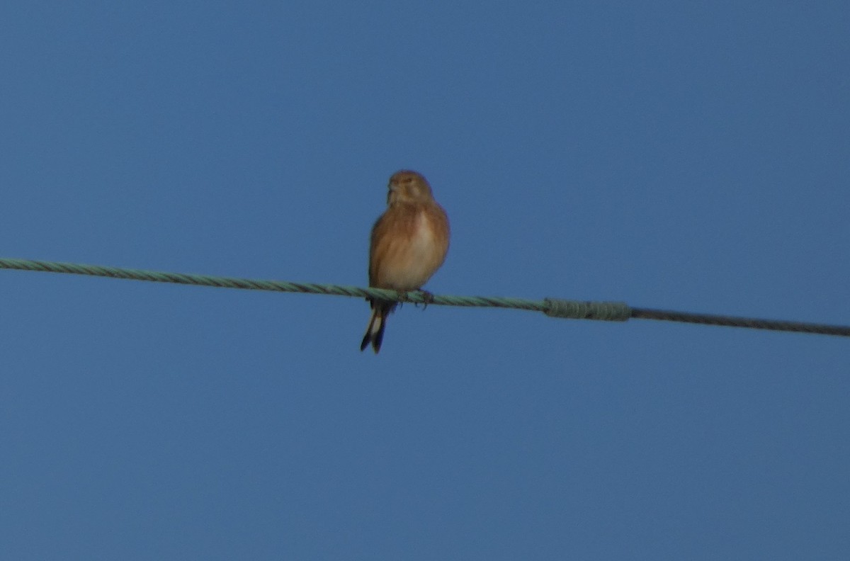 Eurasian Linnet - ML646130433