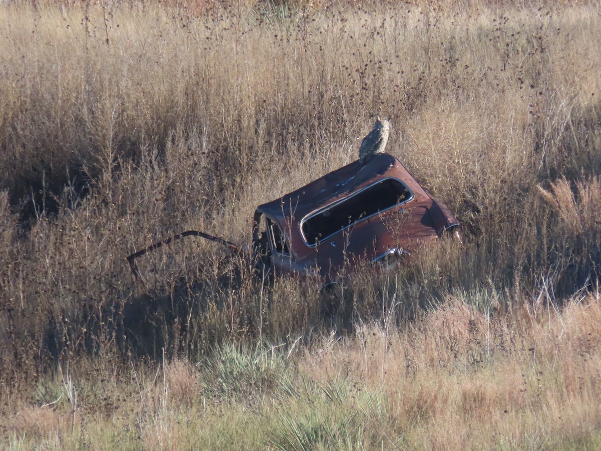 Great Horned Owl - ML646130435