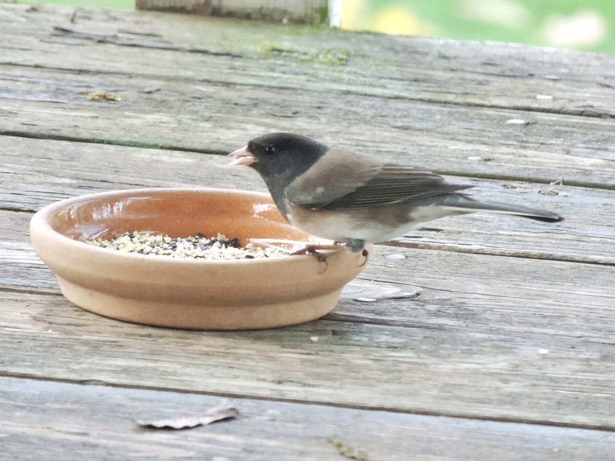 Dark-eyed Junco (Oregon) - ML646130437