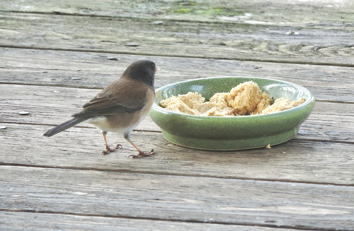 Dark-eyed Junco (Oregon) - ML646130438