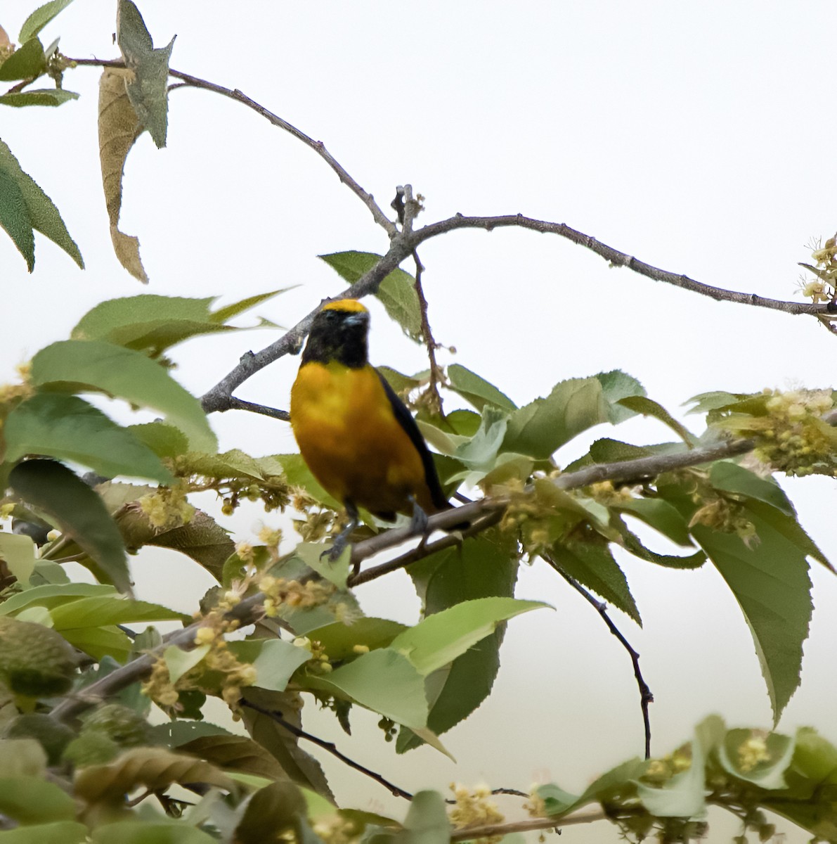 Orange-crowned Euphonia - ML646130439
