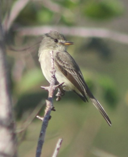 Northern Tropical Pewee - ML646130452