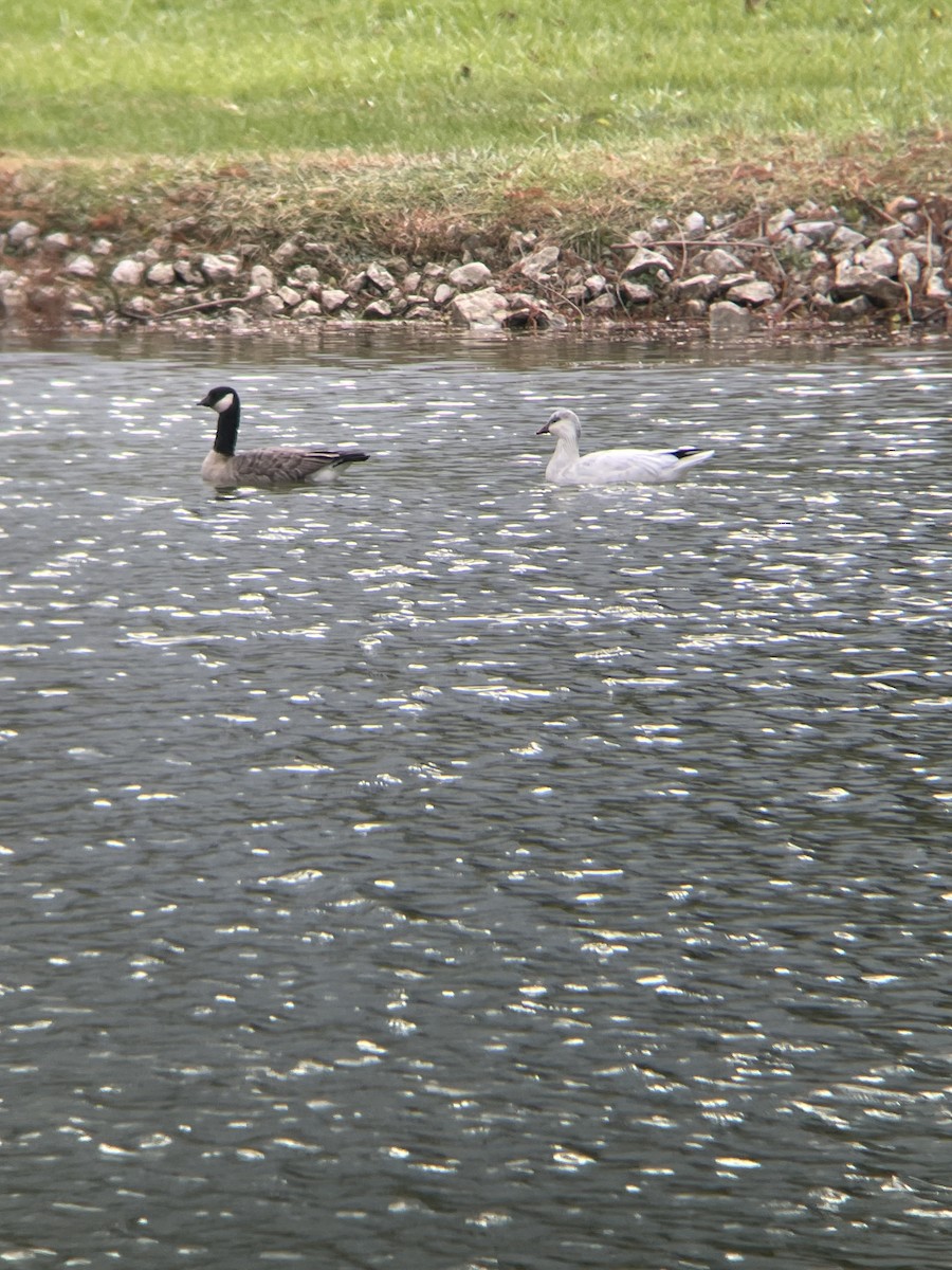 Ross's Goose - ML646130453