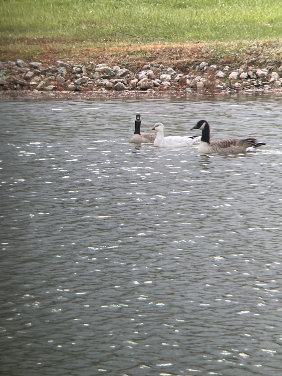 Ross's Goose - ML646130454