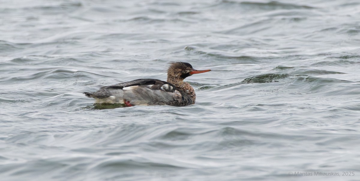 Red-breasted Merganser - ML646130459