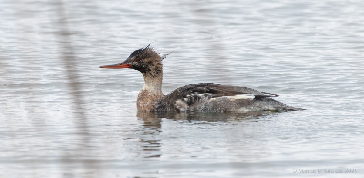 Red-breasted Merganser - ML646130460