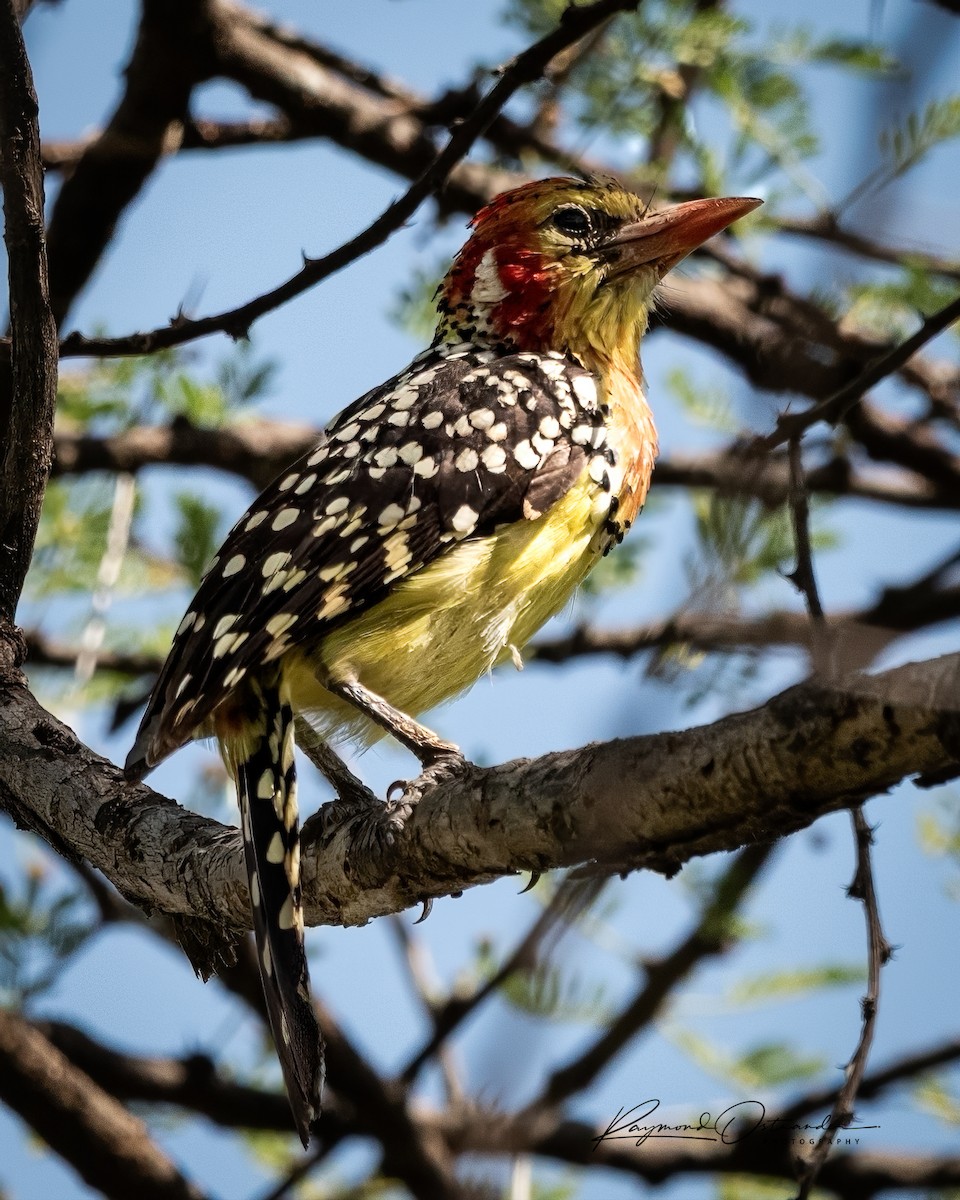 Barbudo Cabecirrojo - ML646130463