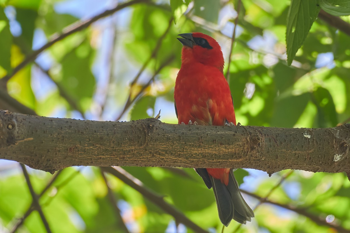 Red Fody - ML646130464