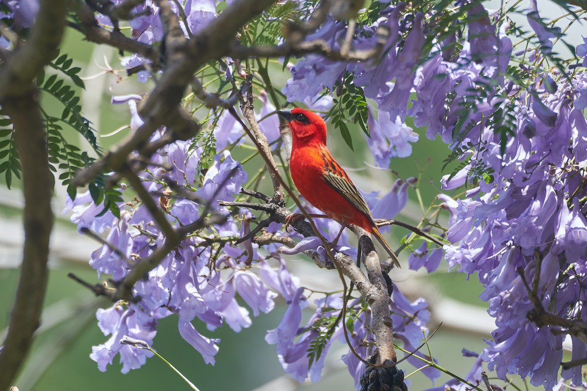 Red Fody - ML646130465
