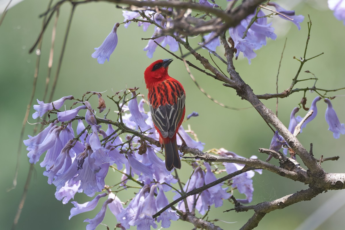 Red Fody - ML646130466