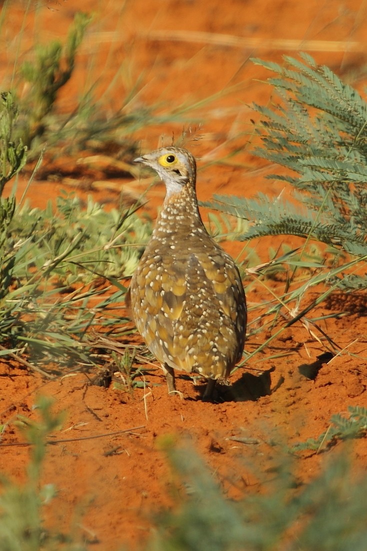Burchell's Sandgrouse - ML646130467