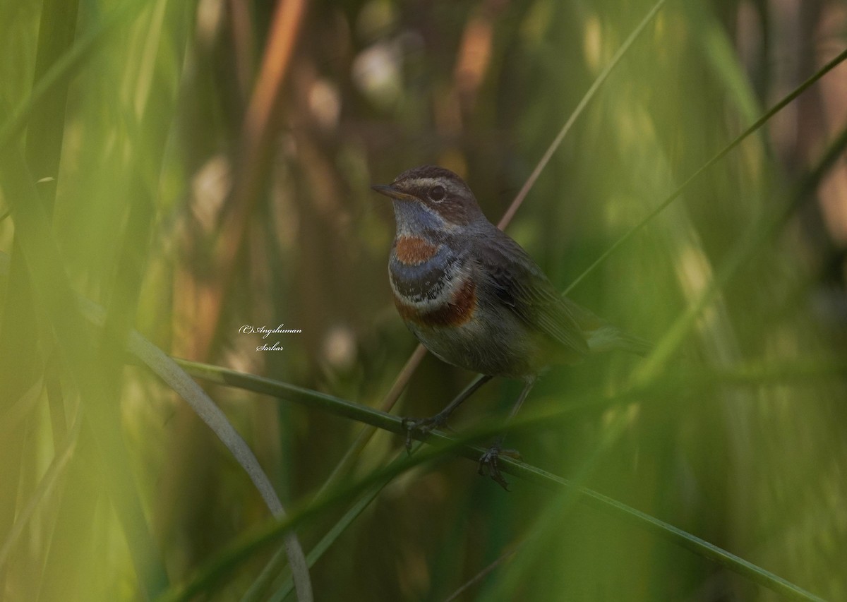 オガワコマドリ - ML646130471