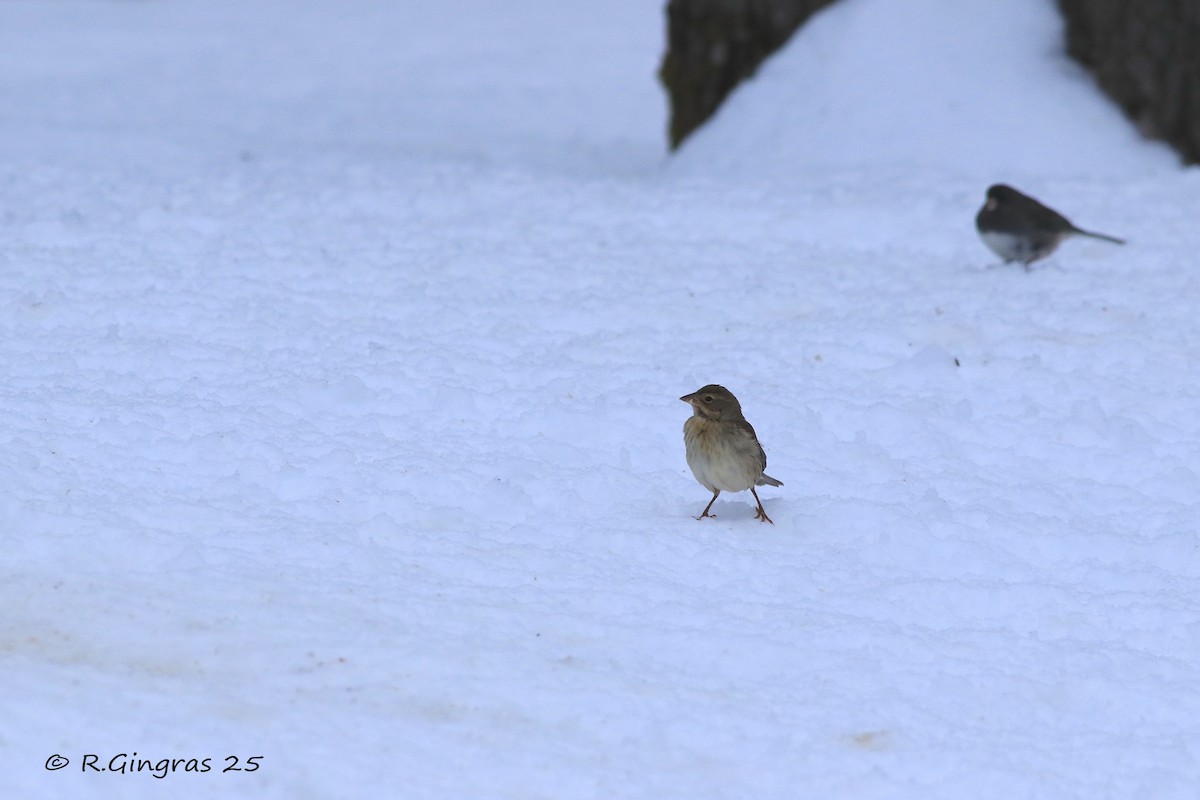 ムナグロノジコ - ML646130472