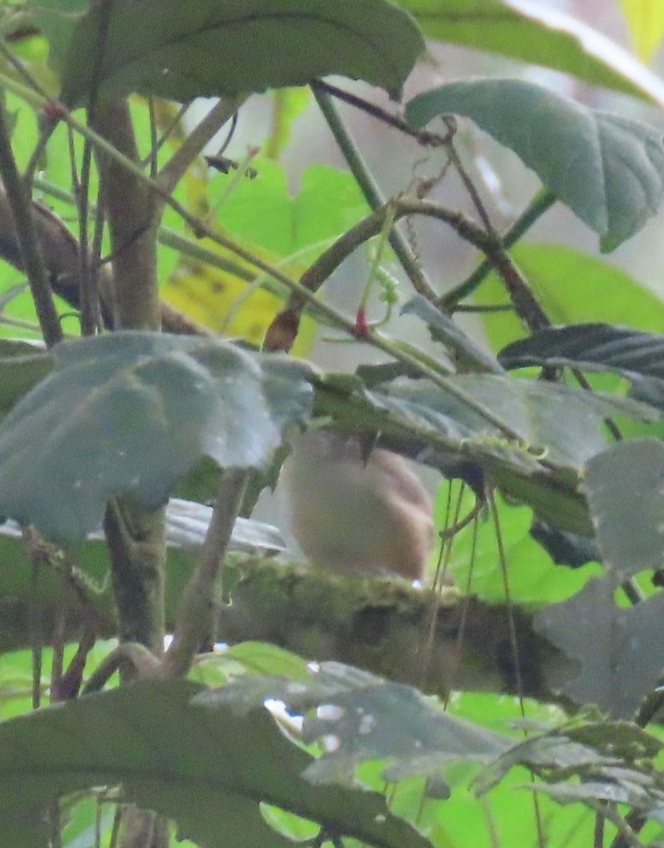 パナマミソサザイ - ML646130473