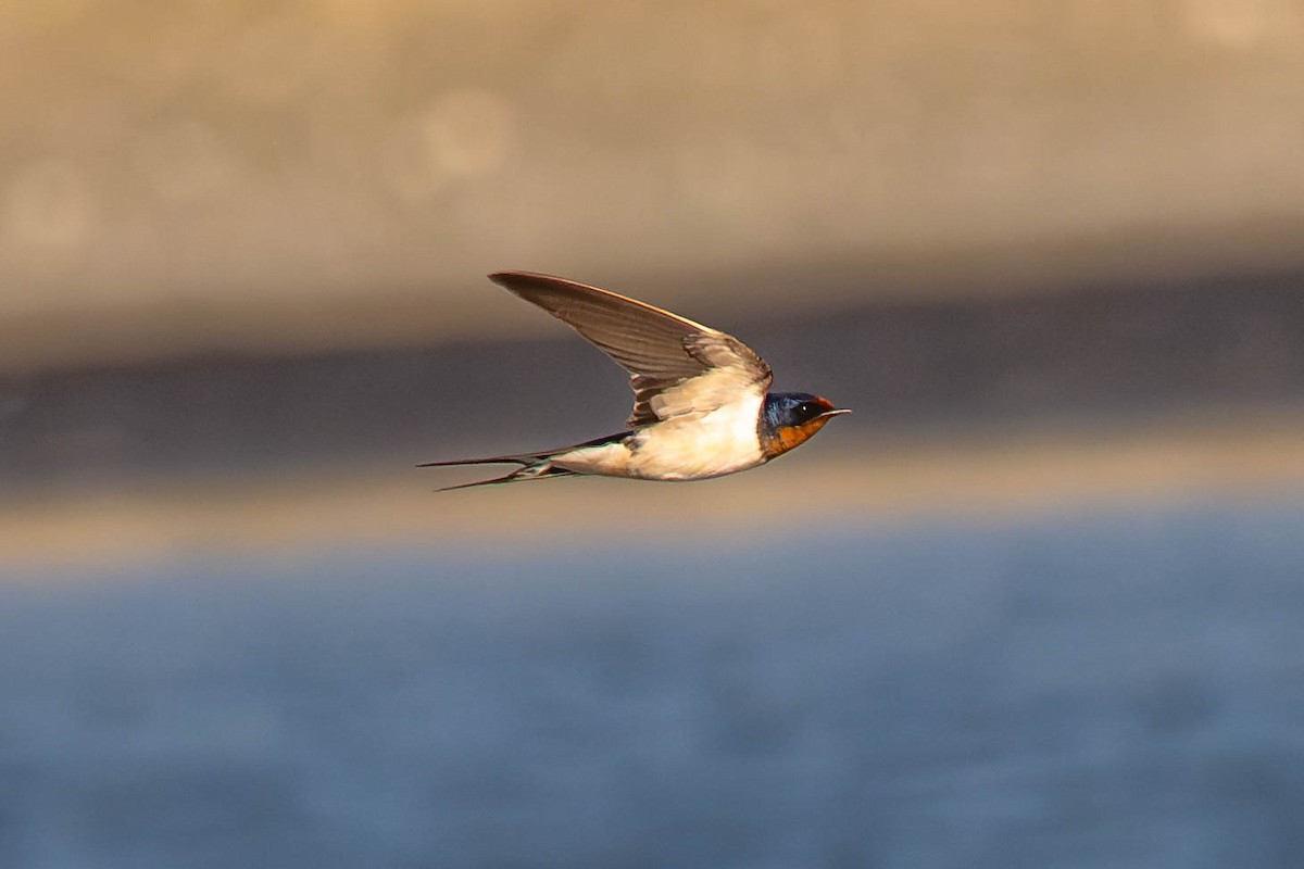 ツバメ - ML646130476