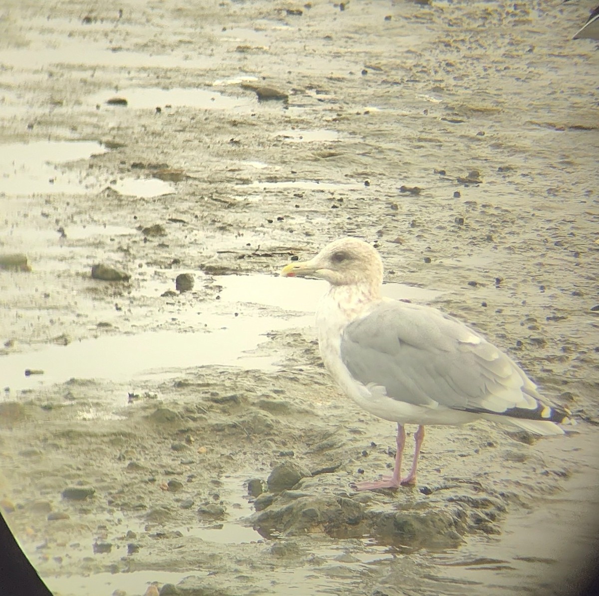 アイスランドカモメ（亜種 カナダカモメ） - ML646130477