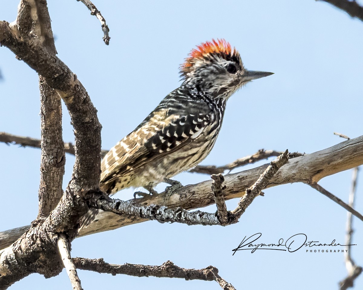 アフリカコゲラ - ML646130486