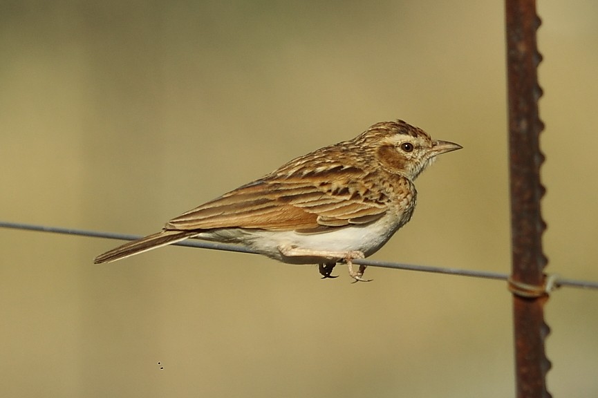 Fawn-colored Lark - ML646130488
