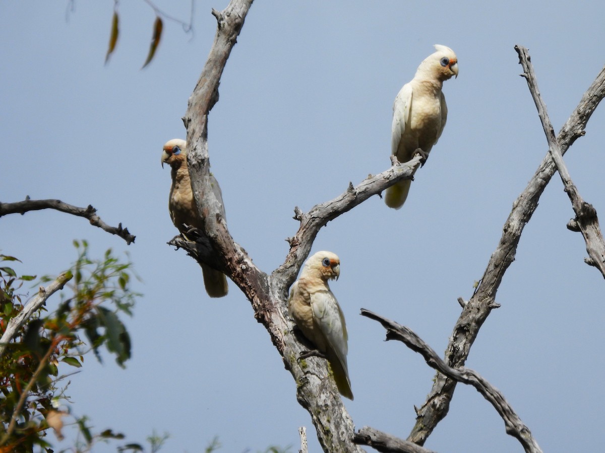 ヒメテンジクバタン - ML646130490