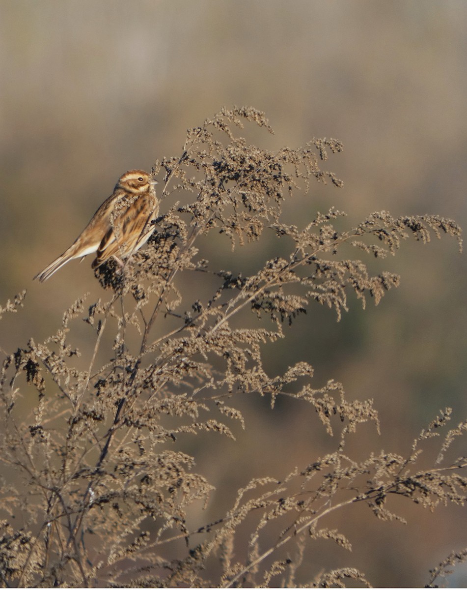 オオジュリン - ML646130491
