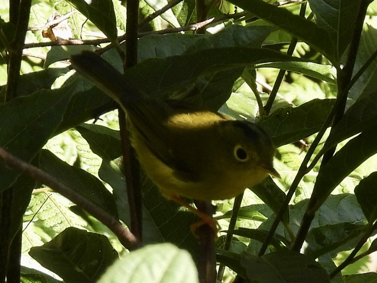 メボソムシクイ属 - ML646130493