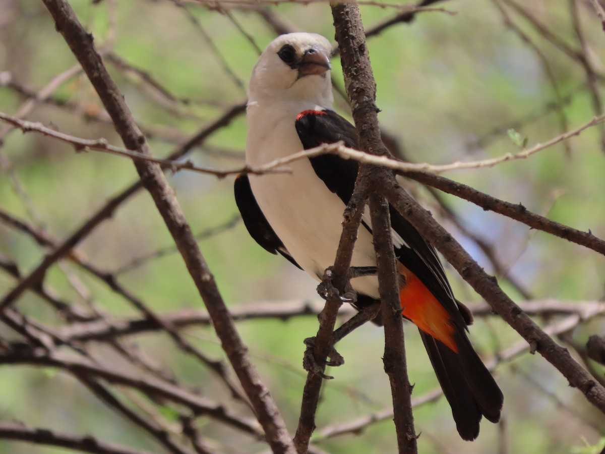 シロガシラウシハタオリ - ML646130495