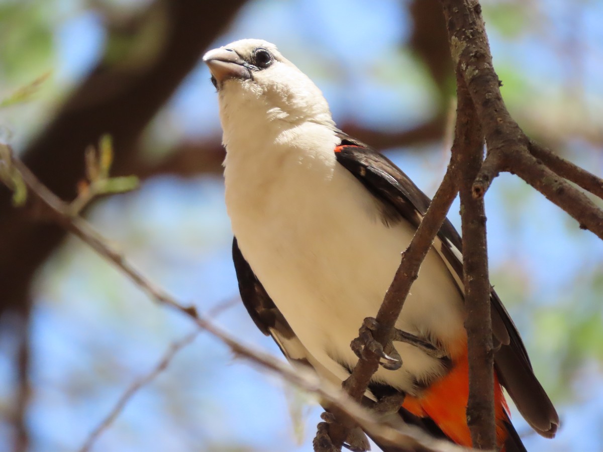 シロガシラウシハタオリ - ML646130496