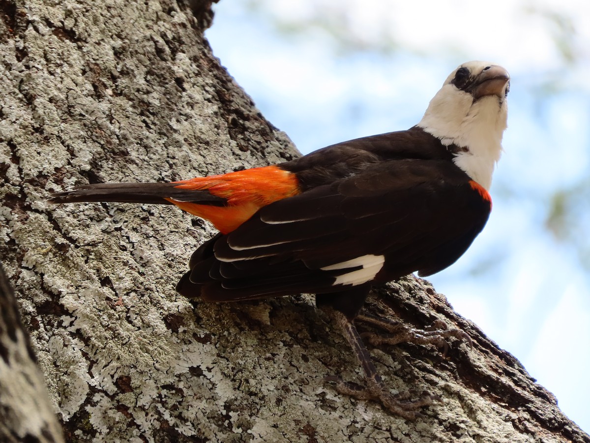 シロガシラウシハタオリ - ML646130497