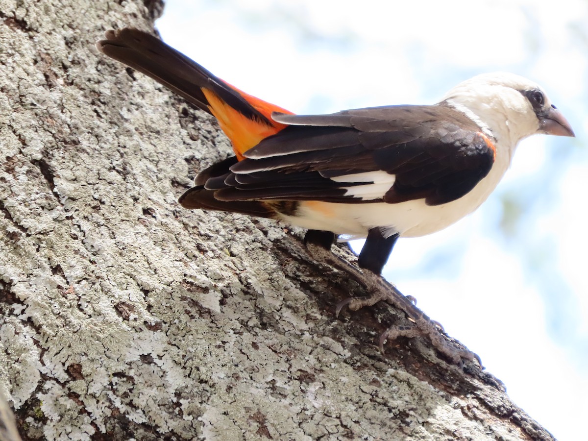 シロガシラウシハタオリ - ML646130498