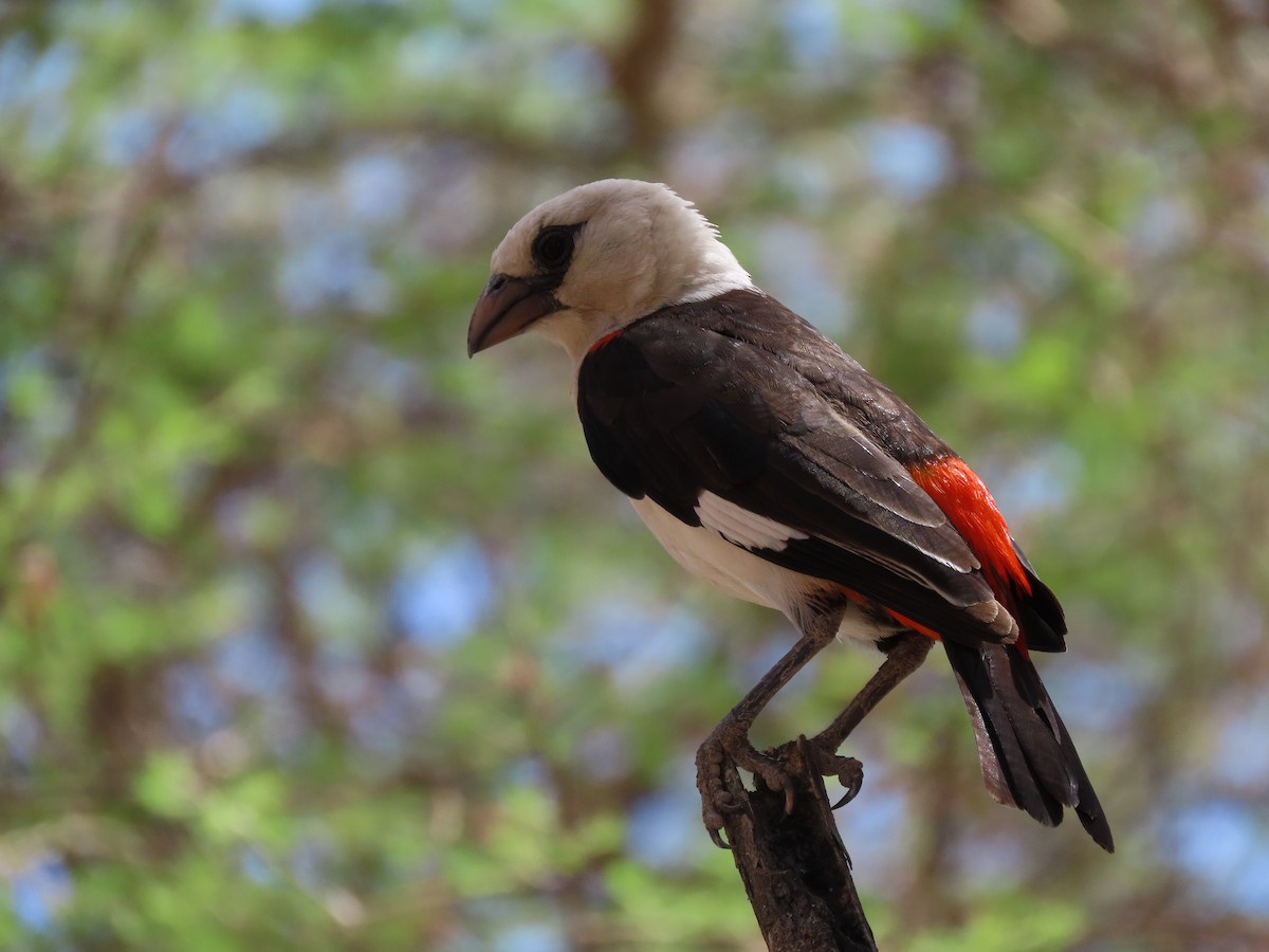 シロガシラウシハタオリ - ML646130499