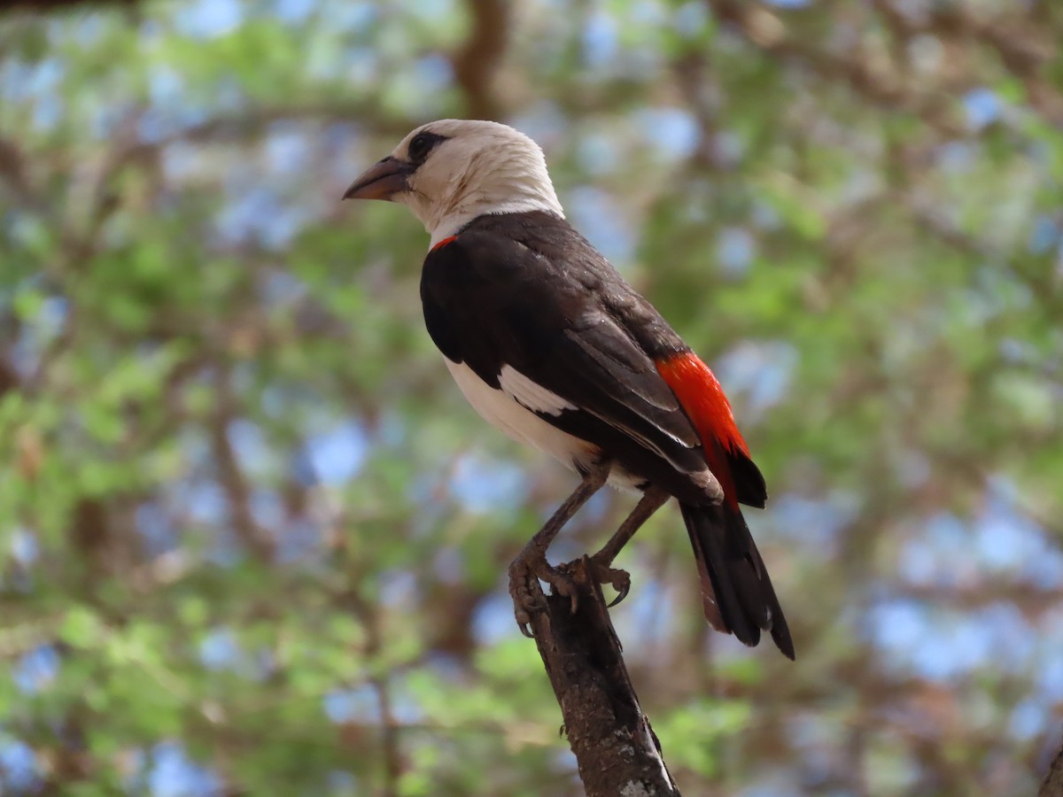 シロガシラウシハタオリ - ML646130500