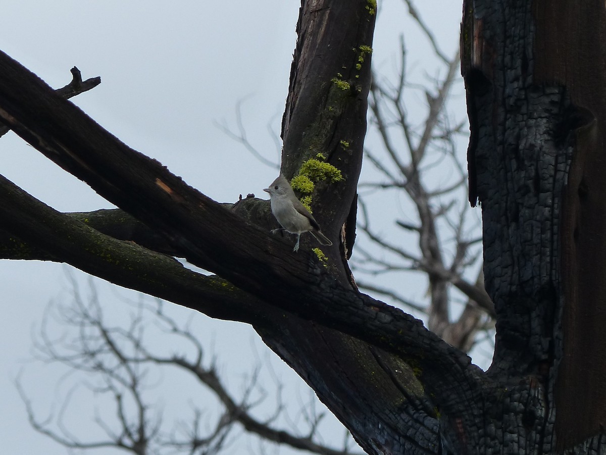 ハイエボシガラ - ML646130501