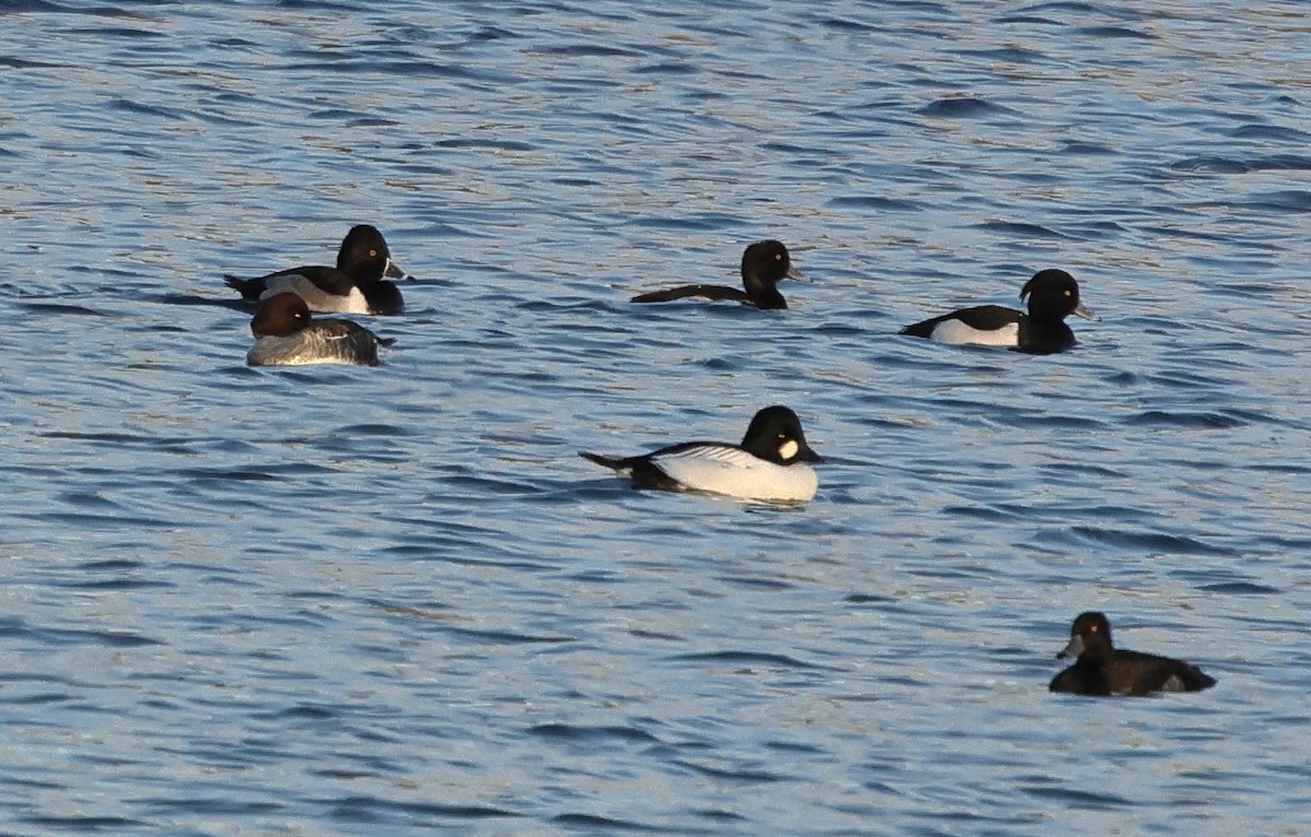 Ring-necked Duck - ML646130502