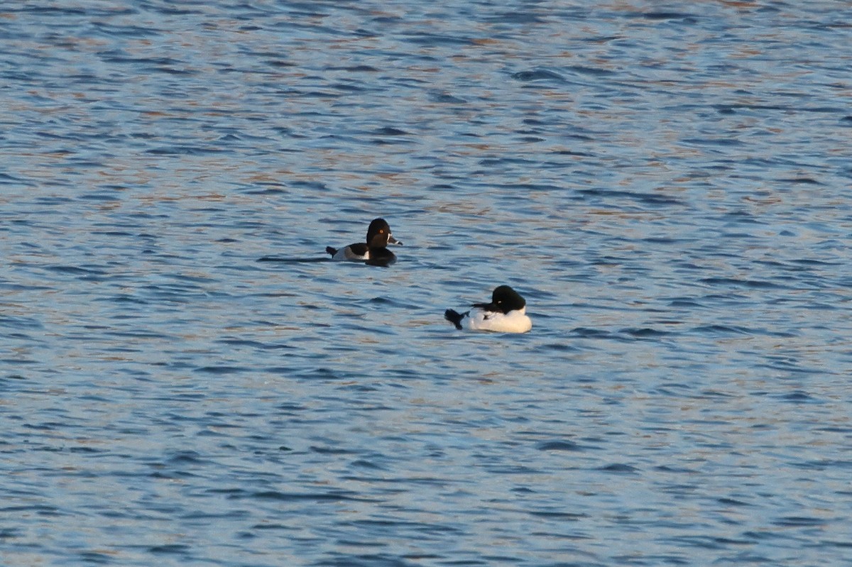 Ring-necked Duck - ML646130504
