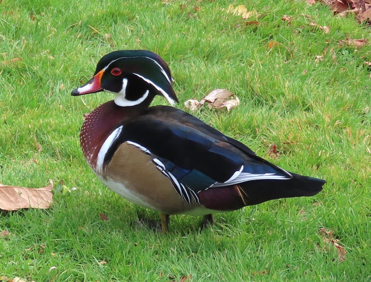 アメリカオシ - ML646130505