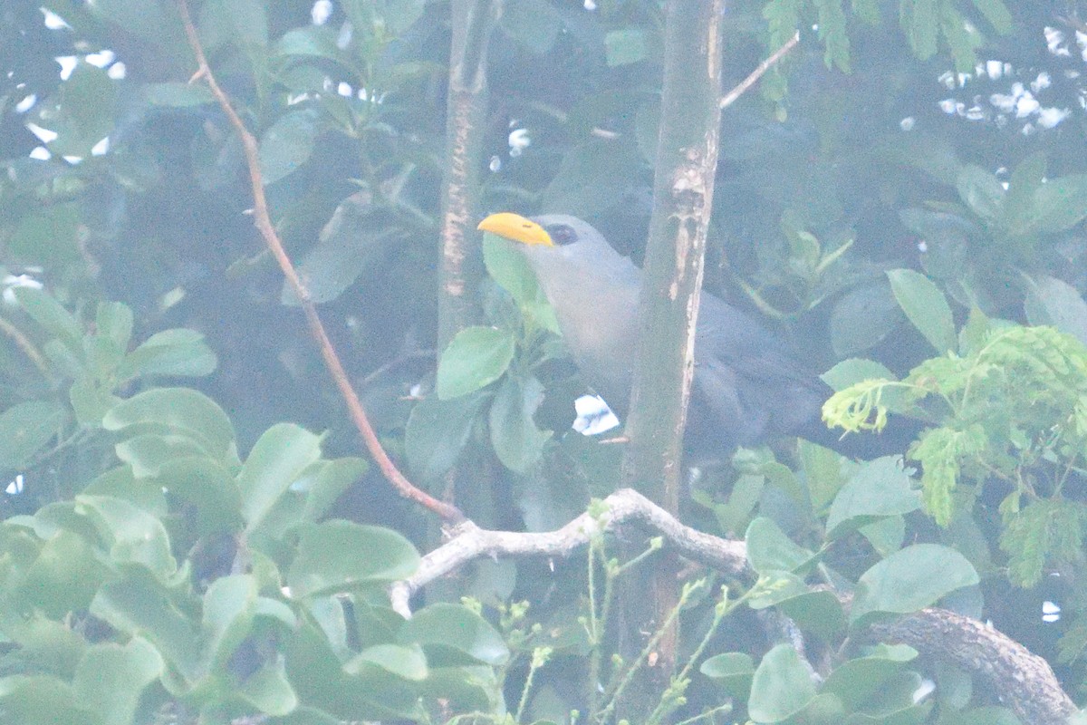 ミナミバンケンモドキ - ML646130508