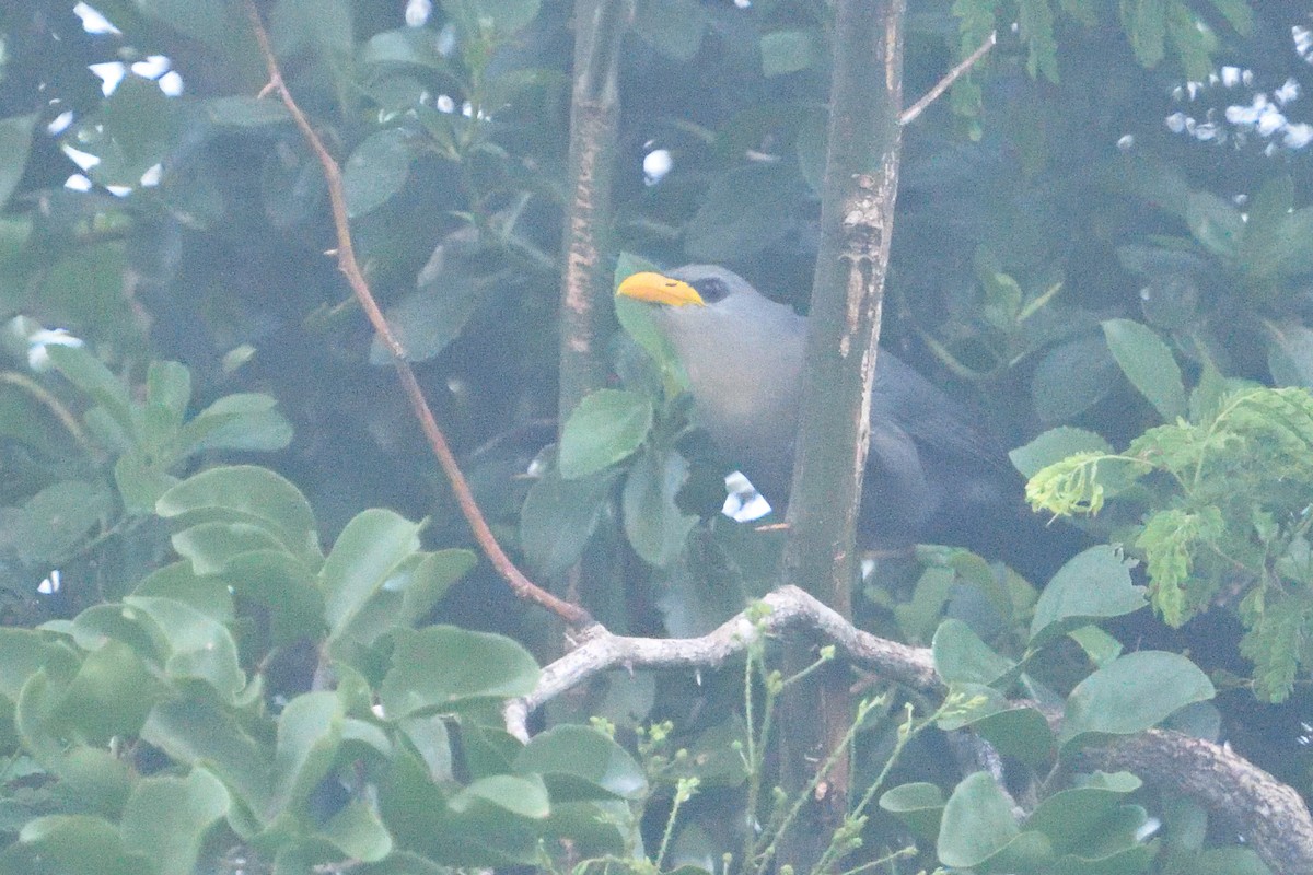 ミナミバンケンモドキ - ML646130510