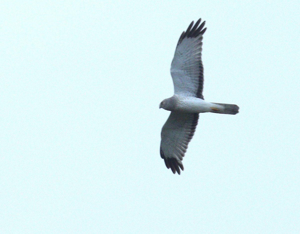 アメリカハイイロチュウヒ - ML646130511